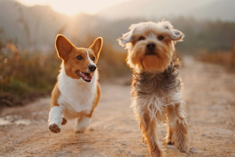 Person walking dog on leash outdoors